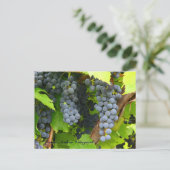 JAV St. Croix lila Trauben 2013 6 Postkarte (Stehend Vorderseite)