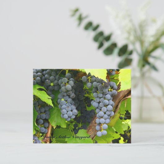 JAV St. Croix lila Trauben 2013 6 Postkarte (Stehend Vorderseite)