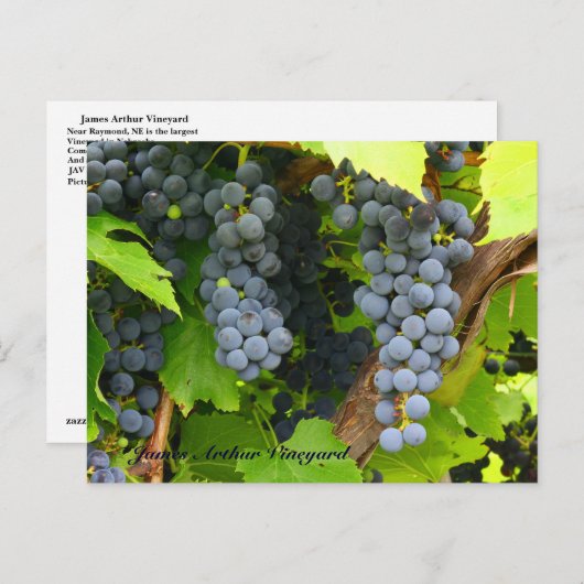 JAV St. Croix lila Trauben 2013 6 Postkarte (Vorne/Hinten)