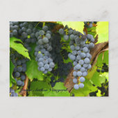 JAV St. Croix lila Trauben 2013 6 Postkarte (Vorderseite)