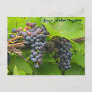 JAV St. Kreuz Purple Clusters 2013 2 Logo Postkarte