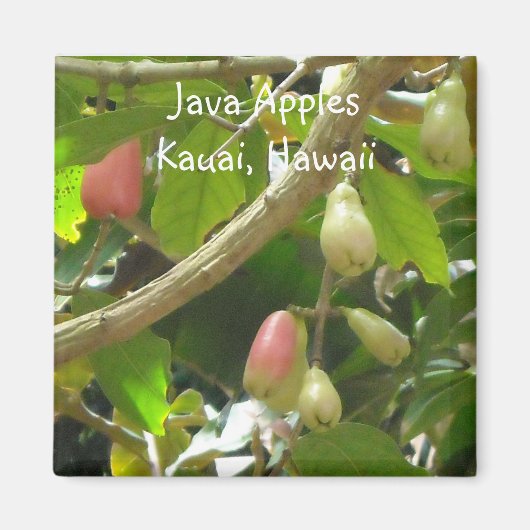 Java Äpfel Magnet (Vorne)