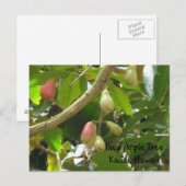Java Apfelbaum Postkarte (Vorne/Hinten)