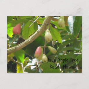 Java Apfelbaum Postkarte