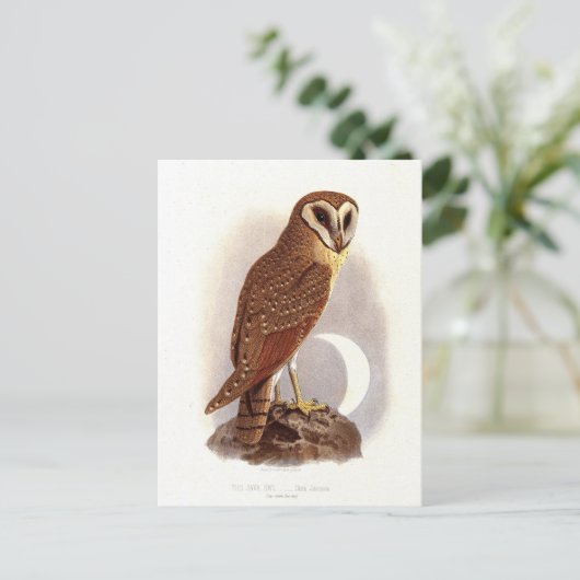 Java Owl Vintag Illustration Postkarte (Stehend Vorderseite)