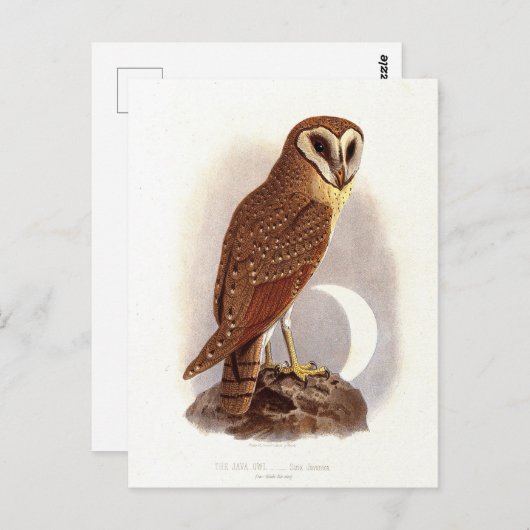 Java Owl Vintag Illustration Postkarte (Vorne/Hinten)