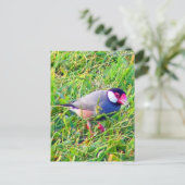 Java Sparrow im Gras in Hawaii Postkarte (Stehend Vorderseite)
