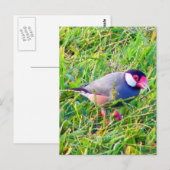 Java Sparrow im Gras in Hawaii Postkarte (Vorne/Hinten)