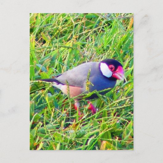 Java Sparrow im Gras in Hawaii Postkarte (Vorderseite)