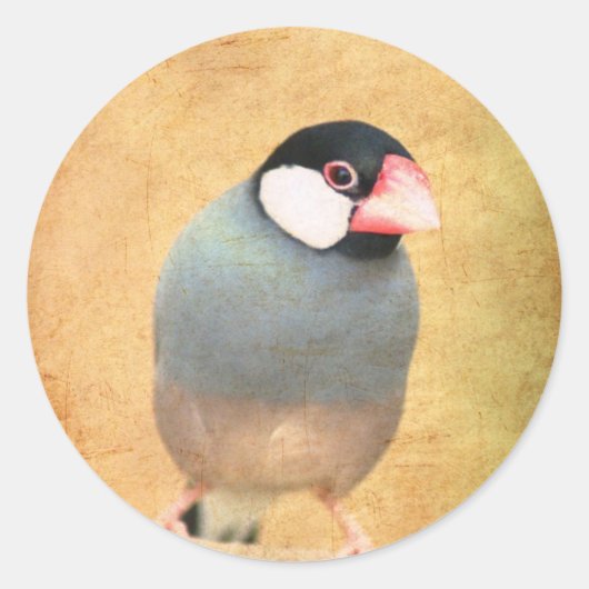 Java Sparrow Runder Aufkleber (Vorderseite)