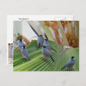 Java Sparrows Hawaii Postcard Postkarte (Vorne/Hinten)