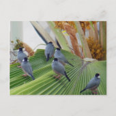 Java Sparrows Hawaii Postcard Postkarte (Vorderseite)