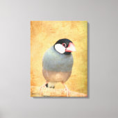 Java-Spatz Leinwanddruck (Vorderseite)
