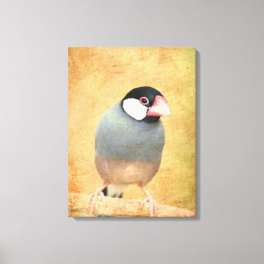 Java-Spatz Leinwanddruck (Vorderseite)