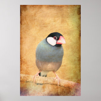 Java-Spatz Poster