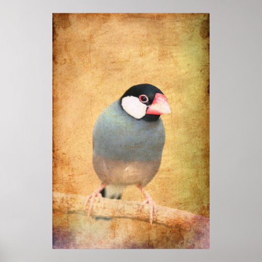 Java-Spatz Poster (Vorne)