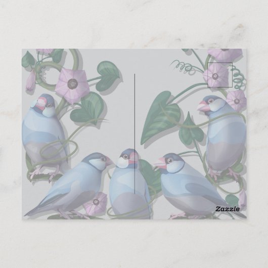 Java-Sperlinge, Java-Kaffee Postkarte (Rückseite)