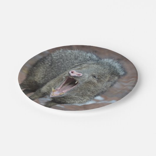 Javalina mit seinem Mund Wide Open Pappteller (Schrägansicht)