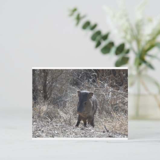 Javalina Postkarte (Stehend Vorderseite)