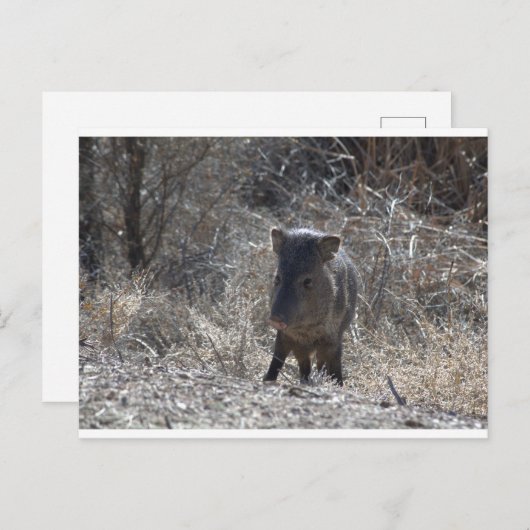 Javalina Postkarte (Vorne/Hinten)