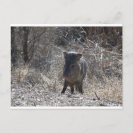 Javalina Postkarte
