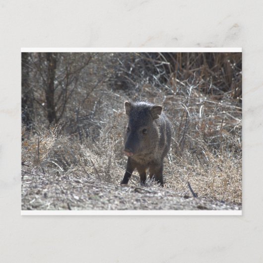 Javalina Postkarte (Vorderseite)