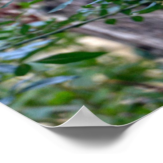 Javanischer Leopard, der auf einem Baumarm schläft Poster (Ecke)