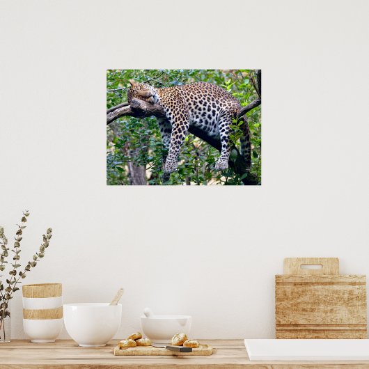 Javanischer Leopard, der auf einem Baumarm schläft Poster (Küche)