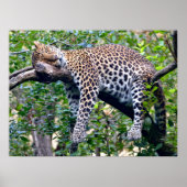 Javanischer Leopard, der auf einem Baumarm schläft Poster (Vorne)
