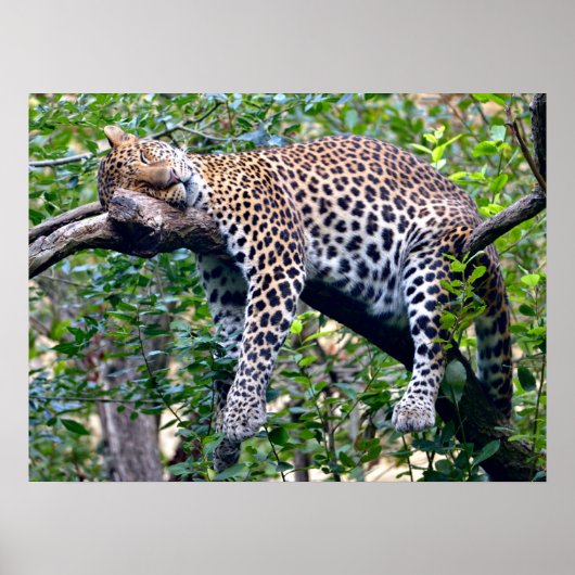 Javanischer Leopard, der auf einem Baumarm schläft Poster (Vorne)