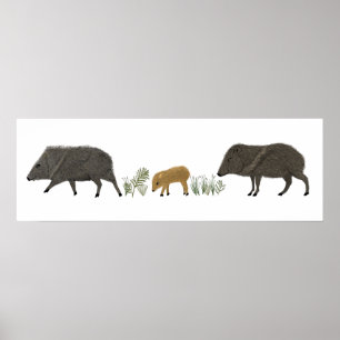Javelina Familie Portrait Wüstentiere Poster
