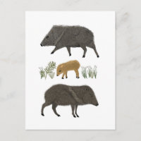 Javelina Family Portrait Wüstentiere