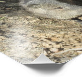 Javelina Fotodruck (Ecke)