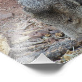 Javelina Fotodruck (Ecke)