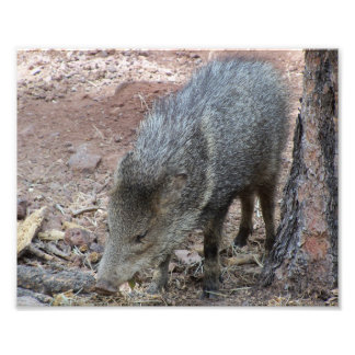 Javelina Fotodruck