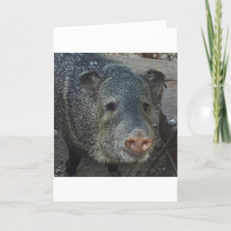 Javelina or Peccary Feiertagskarte