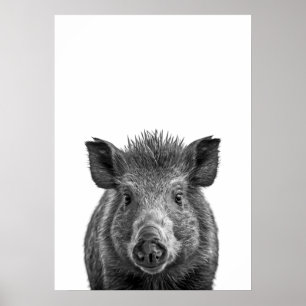 Javelina Peccary Schweinswüste Portrait Schwarz-we Poster