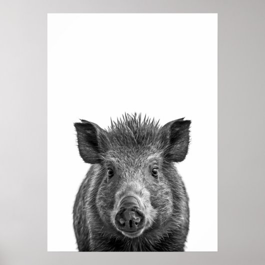 Javelina Peccary Schweinswüste Portrait Schwarz-we Poster (Vorne)