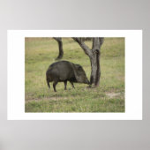 Javelina. Poster (Vorne)
