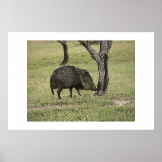 Javelina. Poster (Vorne)