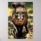 Javelina Poster (Vorne)