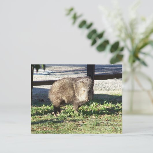Javelina Postkarte (Stehend Vorderseite)