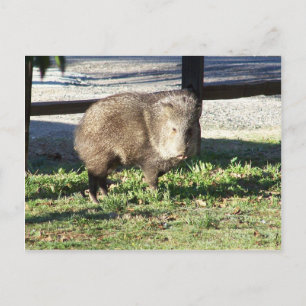 Javelina Postkarte