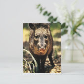 Javelina Postkarte (Stehend Vorderseite)
