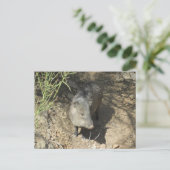 Javelina Postkarte (Stehend Vorderseite)