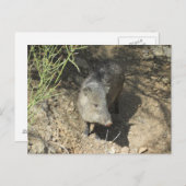 Javelina Postkarte (Vorne/Hinten)