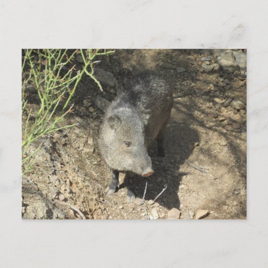 Javelina Postkarte (Vorderseite)