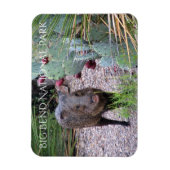 Javelina, Prickly Birne, Big Bend Nationalpark Magnet (Vertikal)