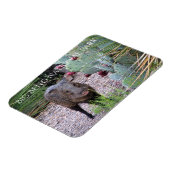 Javelina, Prickly Birne, Big Bend Nationalpark Magnet (Linke Seite)