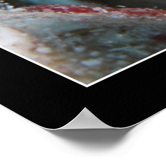 Jawfish mit Eiern Poster (Ecke)